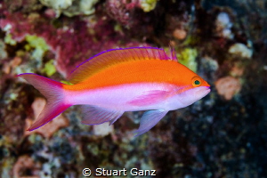 Bi-Color Anthis by Stuart Ganz 